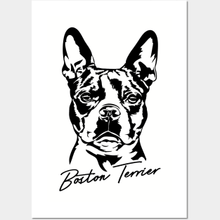 Boston Terrier Portrait dog lover Posters and Art